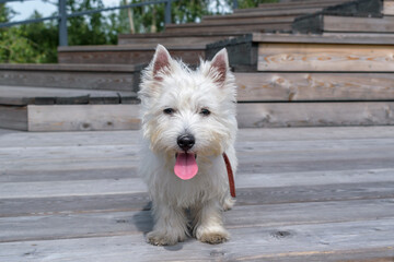 Portrait of the West Highland White Terrier. The dog is standing on a wooden platform. Red tongue, ears upright, attentive eyes.