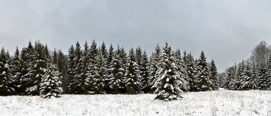 Winter forest panorama, spruce trees covered with snow. Welcome to Estonia.