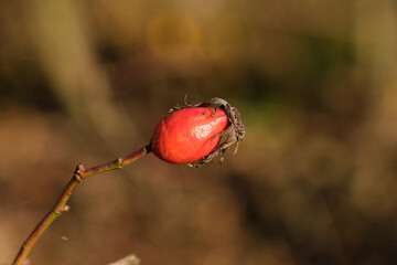 Obraz premium Makri / Detail einer einzelnen Hagebutte