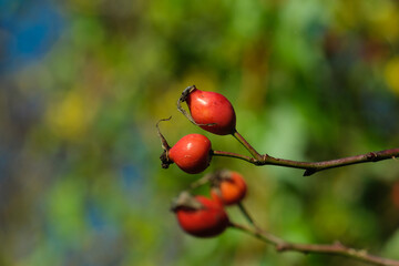 Hagebutten / Früchte einer Heckenrose (lat. Rosa canina) vor einer Hecke