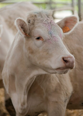 Vache charolaise à Foissiat, Ain, France