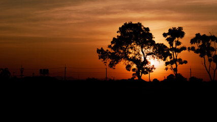 Tree silhouette when the sun rises brightly