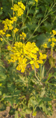 a reddish coloured small flowers in straight line on plant with blurred background
