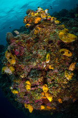 Colorful coral reef in Papua New Guinea