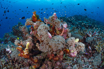 Tropical fish swimming aboce coral reef in Papua New guinea
