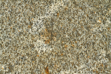 Close up view of a grey flat stone speckled with colourful lichens and ivy growing. Colorful pattern and texture surface. Abstract outdoor natural view as a background.