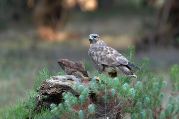 Common buzzard with the last afternoon lights of a winter day