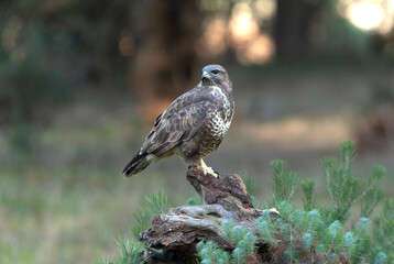 Common buzzard with the last afternoon lights of a winter day