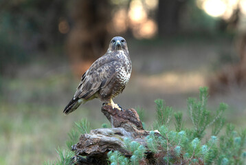 Common buzzard with the last afternoon lights of a winter day