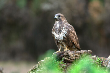 Common buzzard with the last afternoon lights of a winter day