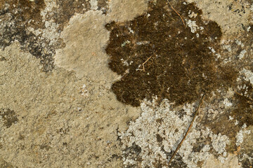 Close up view of a grey flat stone speckled with colourful lichens and ivy growing. Colorful pattern and texture surface. Abstract outdoor natural view as a background.