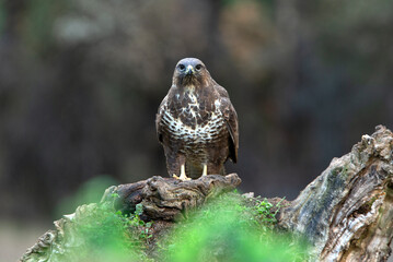 Common buzzard with the last afternoon lights of a winter day