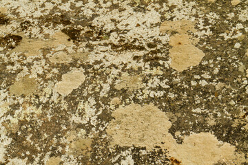 Close up view of a grey flat stone speckled with colourful lichens and ivy growing. Colorful pattern and texture surface. Abstract outdoor natural view as a background.