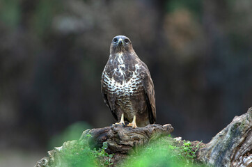 Common buzzard with the last afternoon lights of a winter day