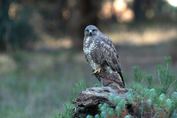 Common buzzard with the last afternoon lights of a winter day