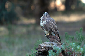 Common buzzard with the last afternoon lights of a winter day