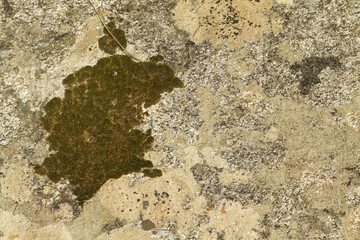 Close up view of a grey flat stone speckled with colourful lichens and ivy growing. Colorful pattern and texture surface. Abstract outdoor natural view as a background.