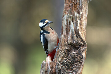 Great spotted woodpecker adult male with the last afternoon lights of a winter day