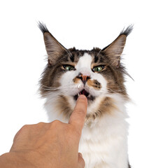 Head shot of cute Maine Coon cat, sitting up and licking human vinger. Looking sneaky towards camera. Isolated on white background. Yoghurt on nose.
