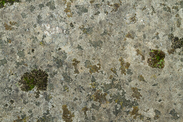 Close up view of a grey flat stone speckled with colourful lichens and ivy growing. Colorful pattern and texture surface. Abstract outdoor natural view as a background.