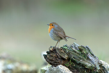 European robin with the last afternoon lights of a winter day