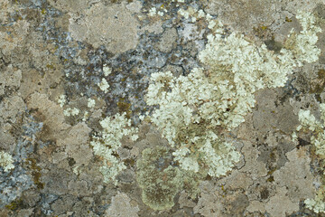 Close up view of a grey flat stone speckled with colourful lichens and ivy growing. Colorful pattern and texture surface. Abstract outdoor natural view as a background.