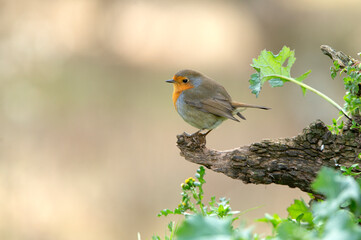 European robin with the last afternoon lights of a winter day