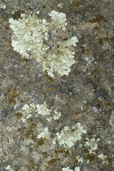 Close up view of a grey flat stone speckled with colourful lichens and ivy growing. Colorful pattern and texture surface. Abstract outdoor natural view as a background.
