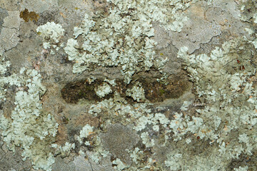 Close up view of a grey flat stone speckled with colourful lichens and ivy growing. Colorful pattern and texture surface. Abstract outdoor natural view as a background.