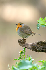 European robin with the last afternoon lights of a winter day