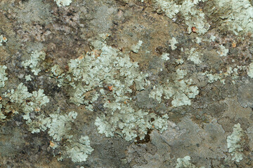 Close up view of a grey flat stone speckled with colourful lichens and ivy growing. Colorful pattern and texture surface. Abstract outdoor natural view as a background.