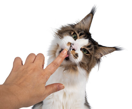 Head shot of cute Maine Coon cat, sitting up and licking human vinger. Looking sneaky towards camera. Isolated on white background. Funny head tilt and yoghurt on nose.