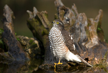 Eurasian sparrow hawk adult female with the last lights of the afternoon in a natural drinking fountain