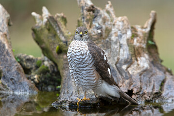Eurasian sparrow hawk adult female in a natural water point with the last lights of the afternoon