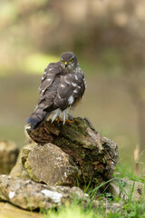 Eurasian sparrow hawk adult female with the last lights of the afternoon in a natural drinking fountain