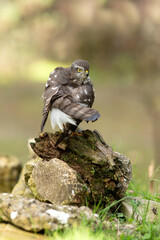 Eurasian sparrow hawk adult female in a natural water point with the last lights of the afternoon