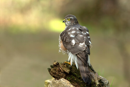 Eurasian sparrow hawk adult female with the last lights of the afternoon in a natural drinking fountain