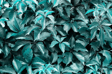 Leaves of ivy-shaped grapes close-up. 2021 Color Trend Tidewater Green background