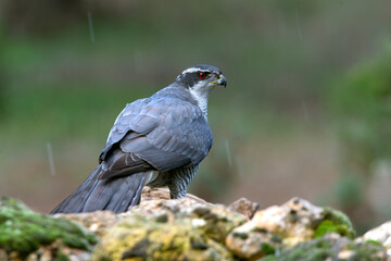 Northern goshawk adult male Ruby-eyed with the last evening lights of a winter's day