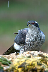 Northern goshawk adult male Ruby-eyed with the last evening lights of a winter's day