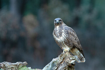Common buzzard with the last evening lights in a pine forest