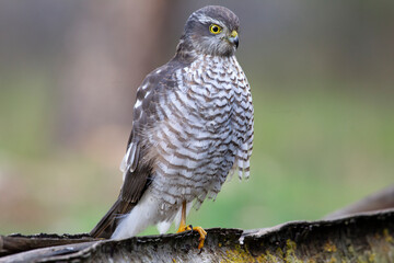 Eurasian sparrow hawk adult female in a natural water point with the last lights of the afternoon