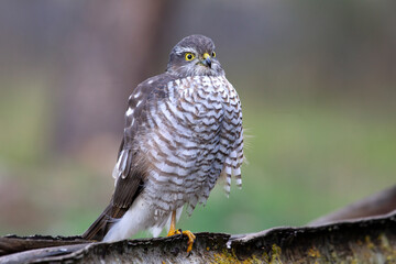 Eurasian sparrow hawk adult female with the last lights of the afternoon in a natural drinking fountain