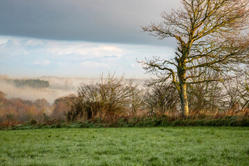 Country landscape, morning sun and mist