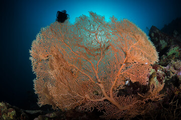 Large colorful sea fans on coral reef in Papua New Guinea