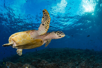 Swimming with hawksbill turtle above coral reef