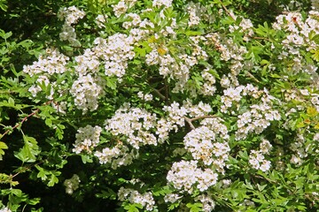 Weißdorn-Blüten