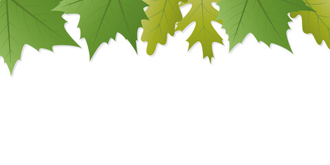 green summer leaves white background banner with copy space vector illustration EPS10
