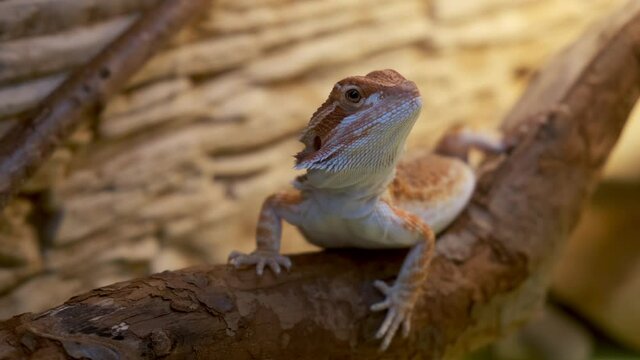 Exotic domestic animal, pet. The content of the lizard at home. Cute baby of bearded agama dragon is sitting on log in his terrarium, closeup.