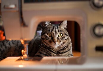 a gray cat with yellow eyes lies next to a sewing machine
